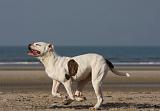 BOULEDOGUE AMERICAIN 207